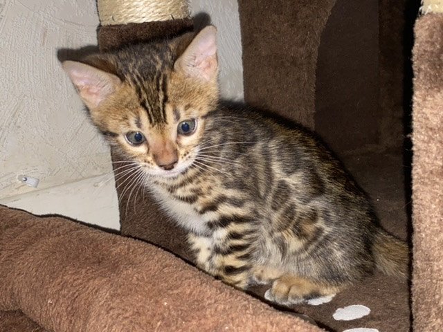 2022: Portée SOY RAF .. : SERIAL BENGAL SARA LANCE Bengal brown tabby ...