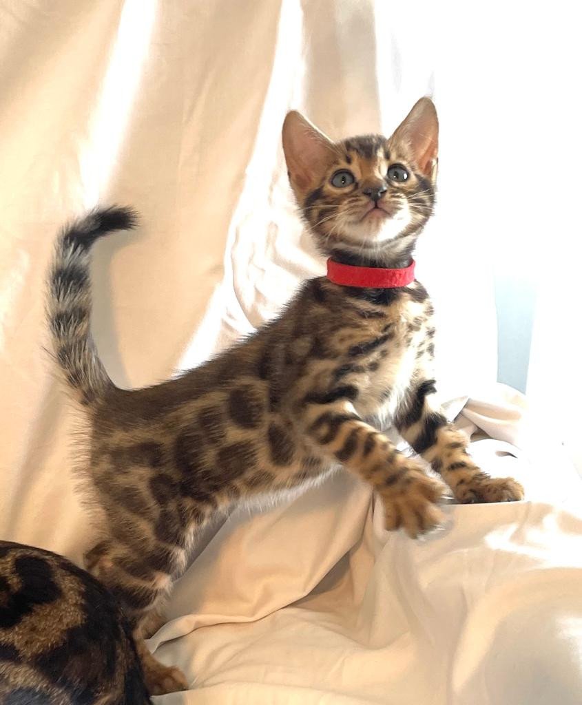SUA SIAM UNITY FOREVER - Chaton Bengal Var