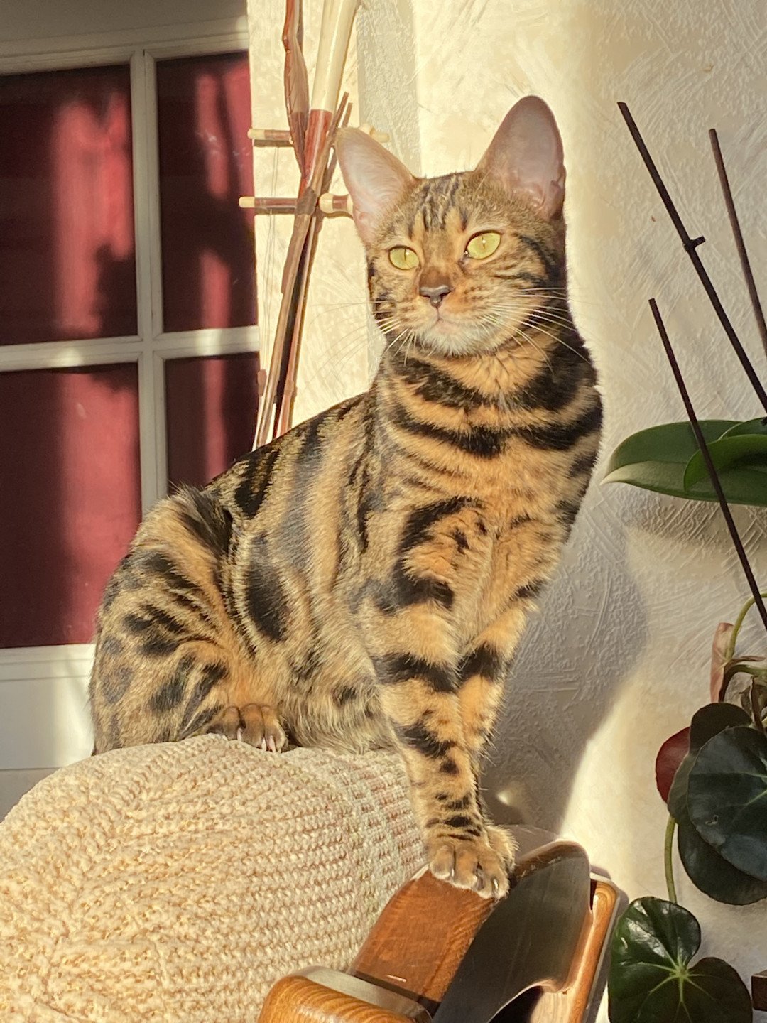 SERIAL BENGAL SARA LANCE - Chat Bengal Var