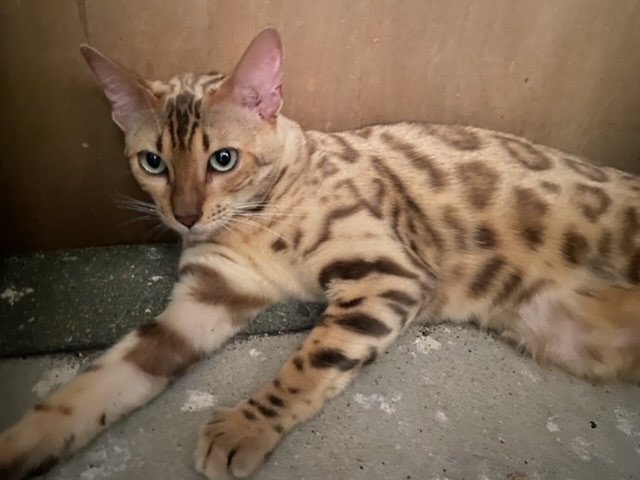 SERIAL BENGAL SNOW QUEEN - Chat Bengal Var