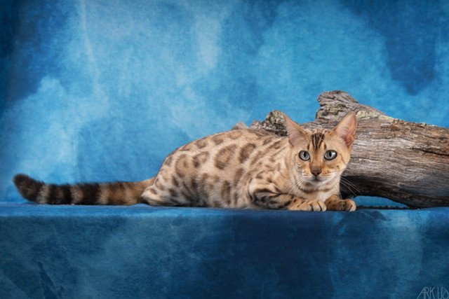 SERIAL BENGAL SNOW QUEEN - Chat Bengal Var