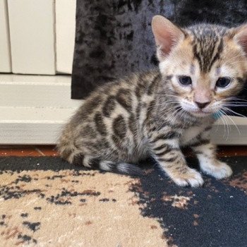 chaton Bengal brown spotted / rosettes collier bleu TOKYO ELEVAGE BENGAL CHATTERIE SUA SIAM