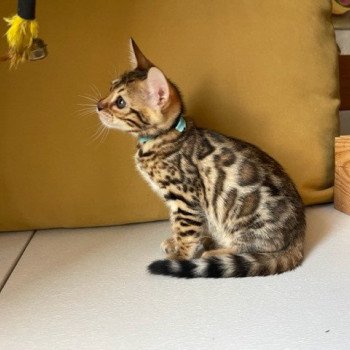 chaton Bengal brown spotted / rosettes TOKYO ELEVAGE BENGAL CHATTERIE SUA SIAM