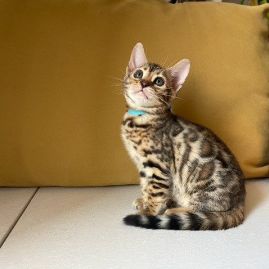 SUA SIAM TOKYO Femelle Bengal