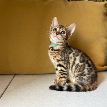 chaton Bengal brown spotted / rosettes TOKYO ELEVAGE BENGAL CHATTERIE SUA SIAM