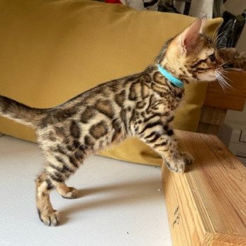 chaton Bengal brown spotted / rosettes TOKYO ELEVAGE BENGAL CHATTERIE SUA SIAM