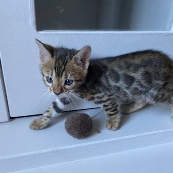 chaton Bengal brown spotted / rosettes collier rose THAI ELEVAGE BENGAL CHATTERIE SUA SIAM