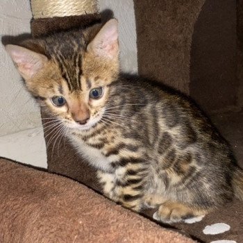 chaton Bengal brown spotted / rosettes collier rose THAI ELEVAGE BENGAL CHATTERIE SUA SIAM