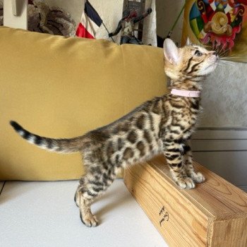 chaton Bengal brown spotted / rosettes THAI collier rose ELEVAGE BENGAL CHATTERIE SUA SIAM