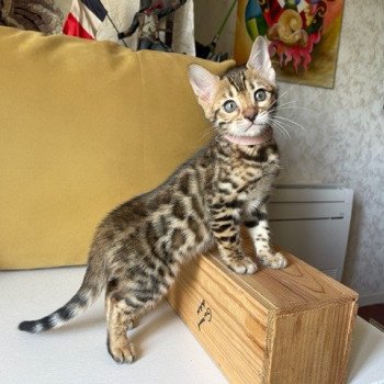 chaton Bengal brown spotted / rosettes THAI collier rose ELEVAGE BENGAL CHATTERIE SUA SIAM