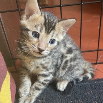 chaton Bengal brown spotted / rosettes collier marron THEP ELEVAGE BENGAL CHATTERIE SUA SIAM