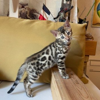 chaton Bengal brown spotted / rosettes THEP ELEVAGE BENGAL CHATTERIE SUA SIAM