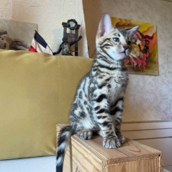 chaton Bengal brown spotted / rosettes THEP ELEVAGE BENGAL CHATTERIE SUA SIAM