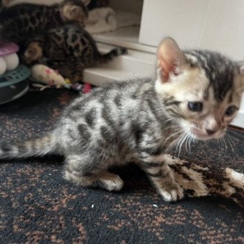 chaton Bengal brown spotted / rosettes collier gris TIGER ELEVAGE BENGAL CHATTERIE SUA SIAM chaton Bengal brown spotted / rosettes collier gris TIGER ELEVAGE BENGAL CHATTERIE SUA SIAM