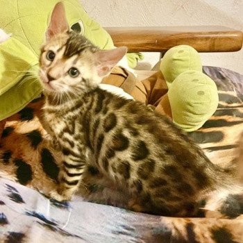 chaton Bengal brown spotted / rosettes collier gris TIGER ELEVAGE BENGAL CHATTERIE SUA SIAM