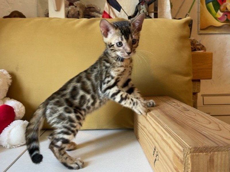 SUA SIAM TIGER Mâle Bengal