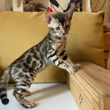 chaton Bengal brown spotted / rosettes TIGER collier gris ELEVAGE BENGAL CHATTERIE SUA SIAM