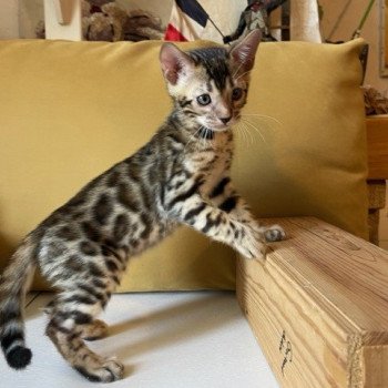 chaton Bengal brown spotted / rosettes TIGER collier gris ELEVAGE BENGAL CHATTERIE SUA SIAM chaton Bengal brown spotted / rosettes TIGER collier gris ELEVAGE BENGAL CHATTERIE SUA SIAM