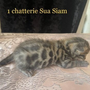 chaton Bengal brown spotted / rosettes ELEVAGE BENGAL CHATTERIE SUA SIAM