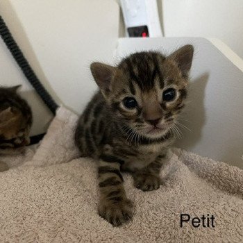 chaton Bengal brown spotted / rosettes PETIT ELEVAGE BENGAL CHATTERIE SUA SIAM