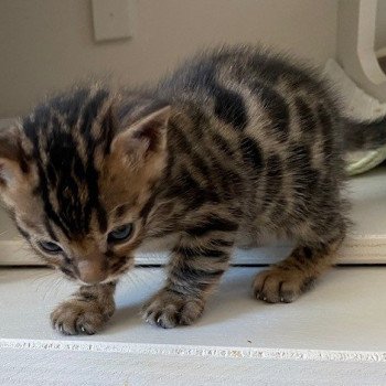 chaton Bengal brown spotted / rosettes PETIT ELEVAGE BENGAL CHATTERIE SUA SIAM