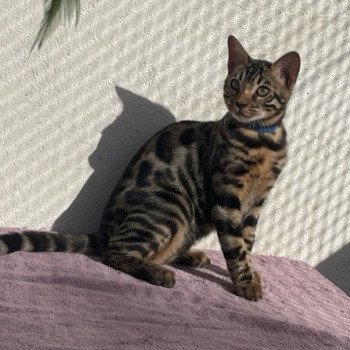 chaton Bengal brown spotted / rosettes UFA JAGUAR WILD (BLEU) ELEVAGE BENGAL CHATTERIE SUA SIAM