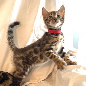 chaton Bengal brown tabby spotted / rosettes UNITY FOREVER (ROUGE) ELEVAGE BENGAL CHATTERIE SUA SIAM