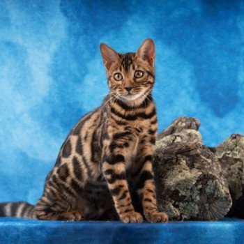 chaton Bengal brown tabby spotted / rosettes UNITY FOREVER ELEVAGE BENGAL CHATTERIE SUA SIAM
