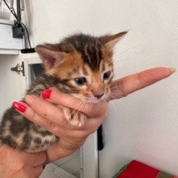 chaton Bengal brown spotted / rosettes ELEVAGE BENGAL CHATTERIE SUA SIAM