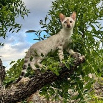 chaton Bengal seal spotted / rosettes point XO FIRE OF HEAVEN ELEVAGE BENGAL CHATTERIE SUA SIAM