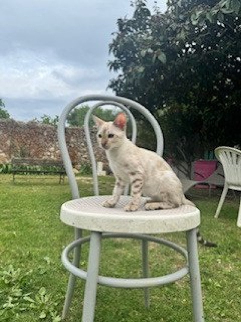 SUA SIAM XO FIRE OF HEAVEN Mâle Bengal