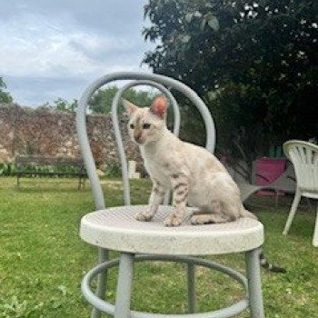 chaton Bengal seal spotted / rosettes point XO FIRE OF HEAVEN ELEVAGE BENGAL CHATTERIE SUA SIAM