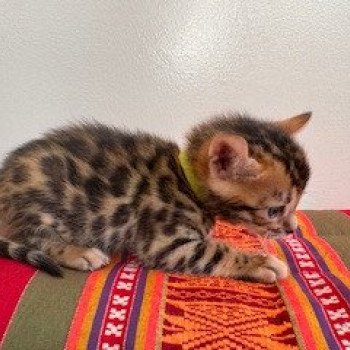 chaton Bengal brown spotted / rosettes ELEVAGE BENGAL CHATTERIE SUA SIAM