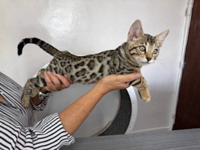 SUA SIAM ZEPHYR OF ROSE Femelle Bengal