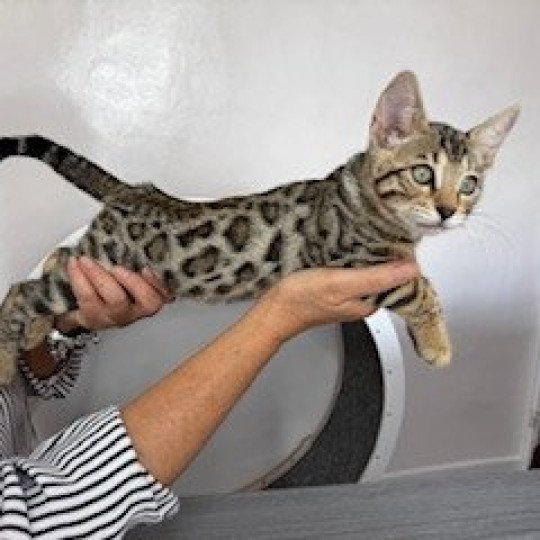 SUA SIAM ZEPHYR OF ROSE Femelle Bengal