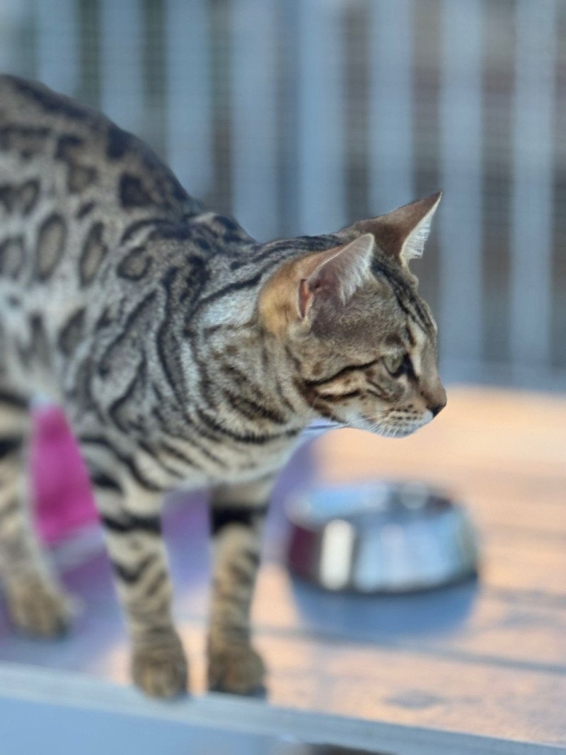 SUA SIAM ZEPHYR OF ROSE Femelle Bengal