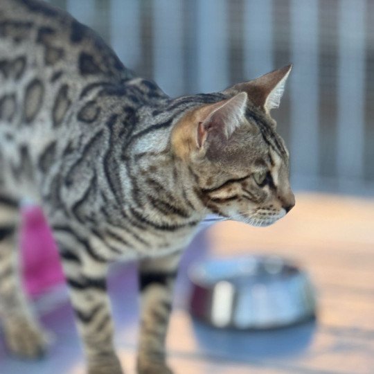 SUA SIAM ZEPHYR OF ROSE Femelle Bengal