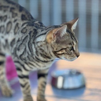 chaton Bengal brown spotted / rosettes ZEPHYR OF ROSE ELEVAGE BENGAL CHATTERIE SUA SIAM