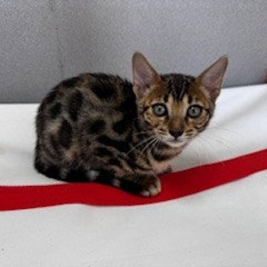 SUA SIAM WELDA LAST LOVE Femelle Bengal