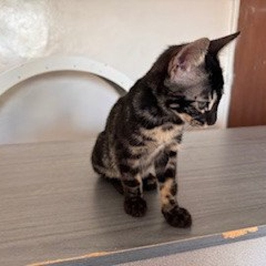 SUA SIAM VADOR DARK WILD Mâle Bengal