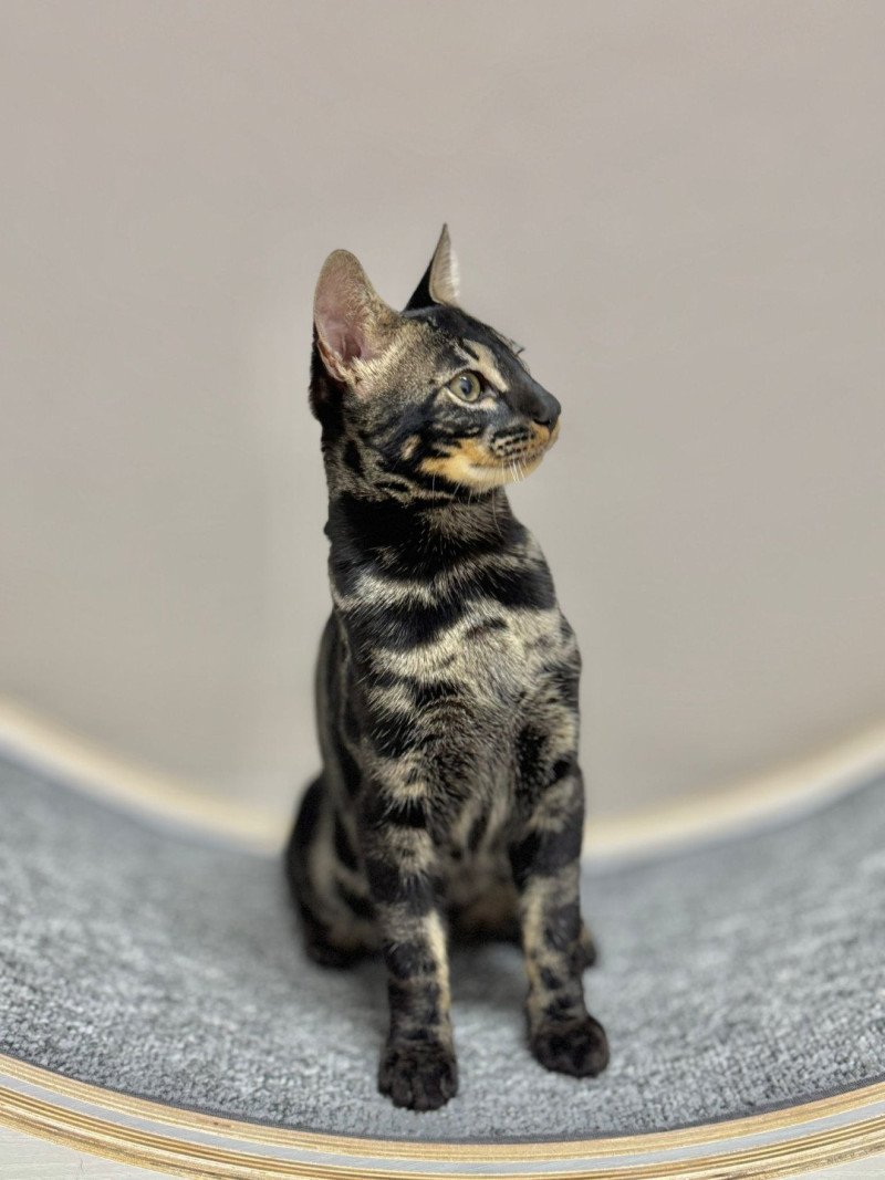 SUA SIAM VADOR DARK WILD Mâle Bengal