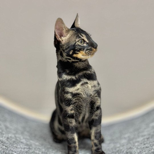 SUA SIAM VADOR DARK WILD Mâle Bengal