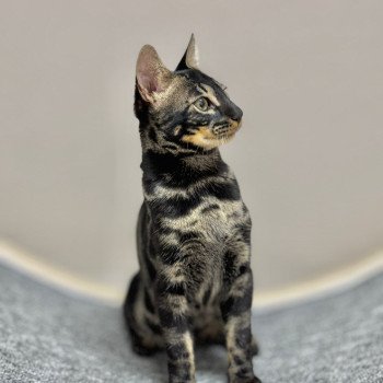 chaton Bengal charcoal brown spotted / rosettes VADOR DARK WILD ELEVAGE BENGAL CHATTERIE SUA SIAM chaton Bengal charcoal brown spotted / rosettes VADOR DARK WILD ELEVAGE BENGAL CHATTERIE SUA SIAM