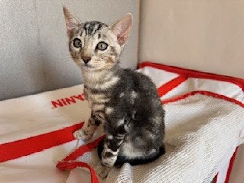 SUA SIAM ZIG ZAG ON THE MOON Femelle Bengal