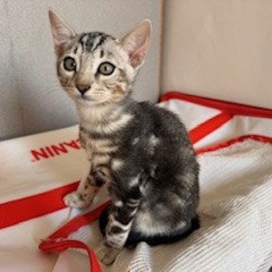 SUA SIAM ZIG ZAG ON THE MOON Femelle Bengal