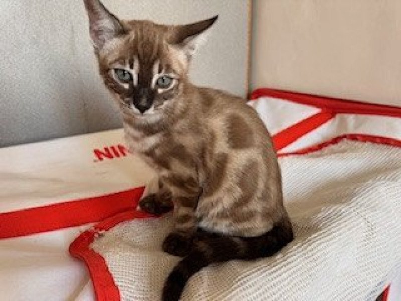 SUA SIAM ZELDA LA PRINCESSE Femelle Bengal
