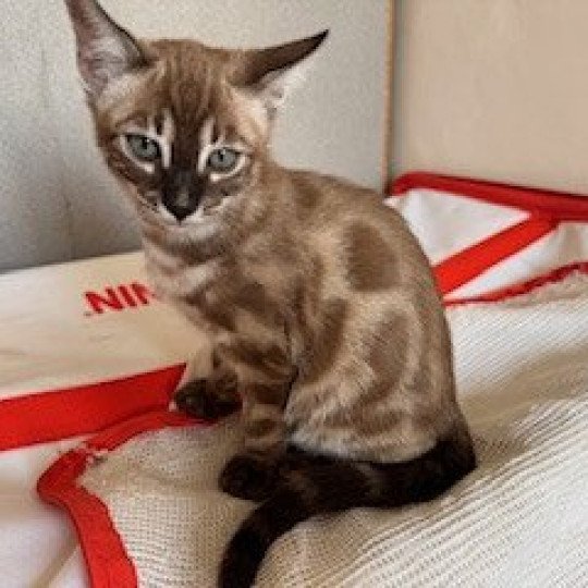 SUA SIAM ZELDA LA PRINCESSE Femelle Bengal
