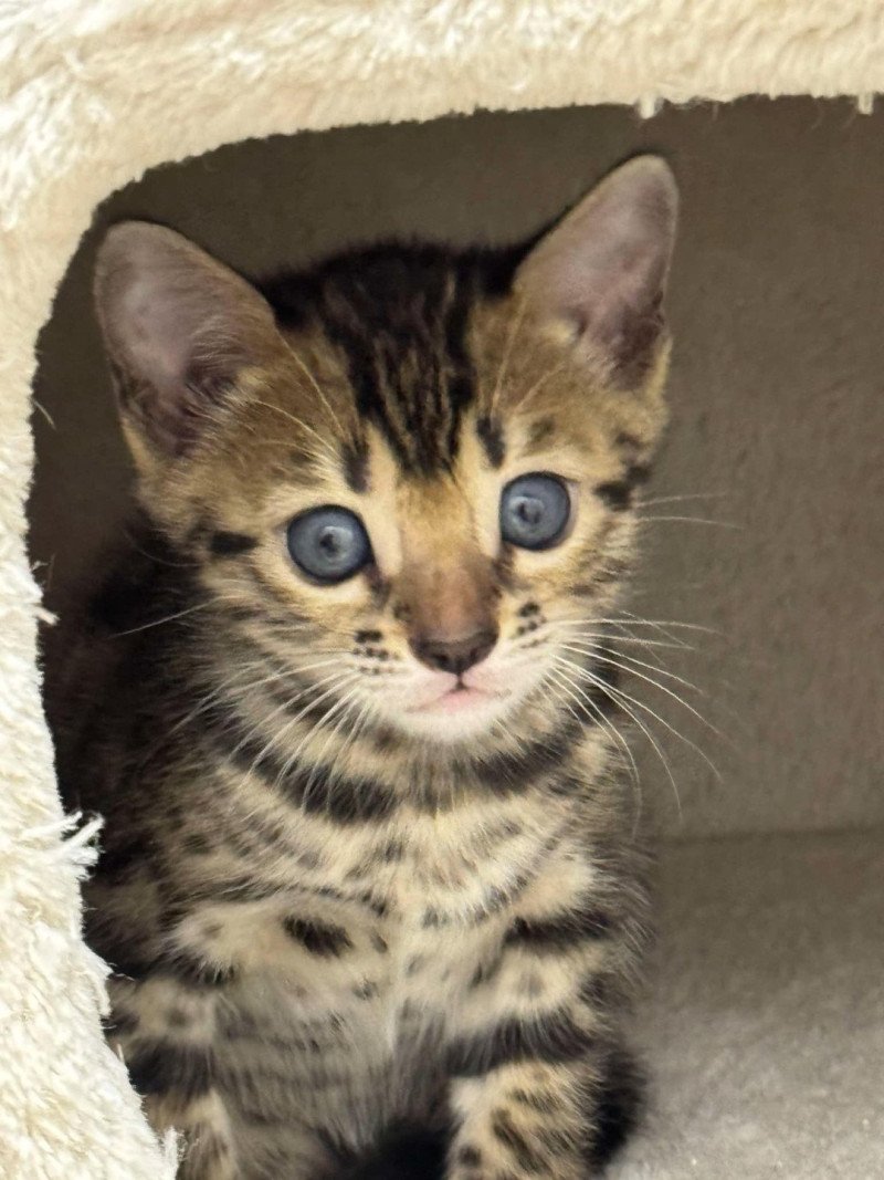 SUA SIAM YINDEE Femelle Bengal SUA SIAM YINDEE Femelle Bengal