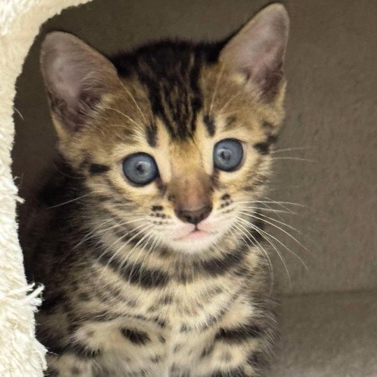 SUA SIAM YINDEE Femelle Bengal
