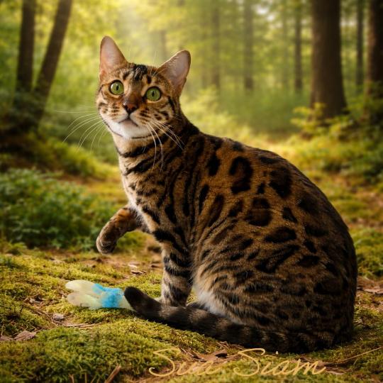 SUA SIAM YINDEE Femelle Bengal